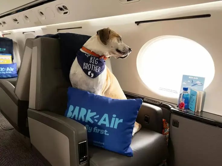 ¡Nueva aerolínea para perros: está de pelos!       