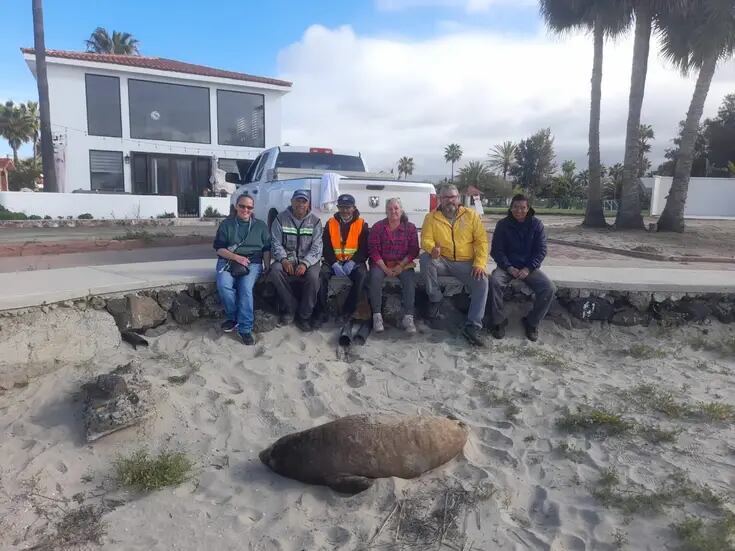 Trasladan foca elefante a la Playa Estero Beach