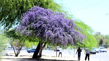 Urgen árboles para el Norponiente de Hermosillo
