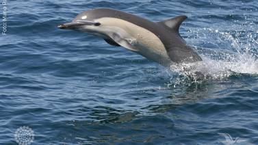 Analizan científicos distribución de delfines en el Alto Golfo de California 