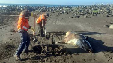 Suman 15 reportes de animales marinos muertos en playas