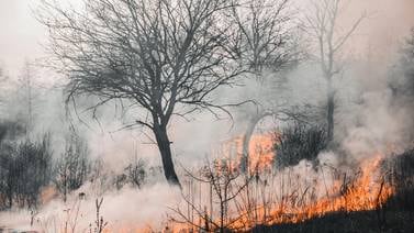 Incendio forestal en Oaxaca deja cinco víctimas mortales