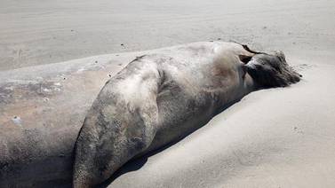 Registran varamiento de ballena gris en Ensenada