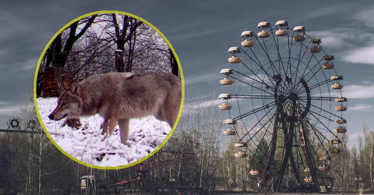 Lobos mutantes de Chernobyl han desarrollado habilidades resistentes al cáncer