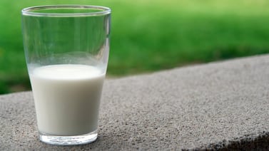 Qué efectos provoca en el cuerpo consumir grandes cantidades de leche diariamente, según Harvard
