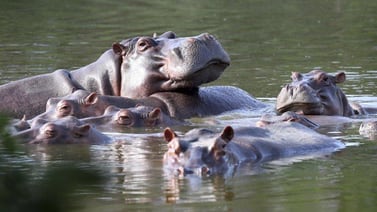 Mezcla de cariño y temor causan hipopótamos de Pablo Escobar