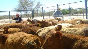 Reportan dos muertes de ganado por sequía