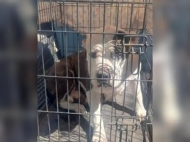Rescata AMIC a canina Pitbull por maltrato animal en Cajeme