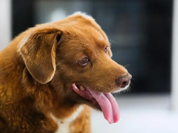 Retiran récord Guinness a Bobi, el supuesto “perro más anciano del mundo”