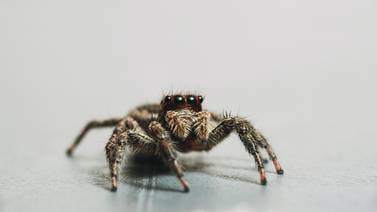 El veneno de una araña mortal podría ser el nuevo viagra, según investigadores