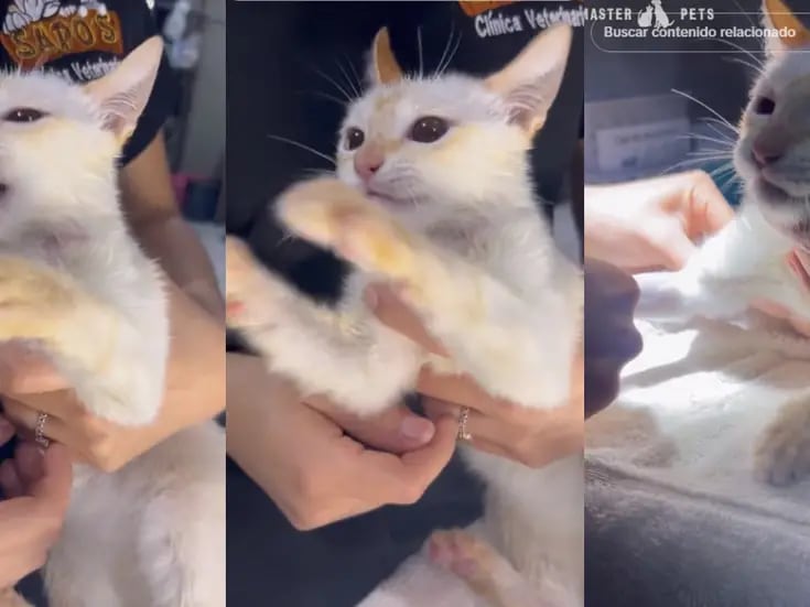 VIDEO: esto le puede pasar a tu gato si le aplican una pipeta antipulgas para perro