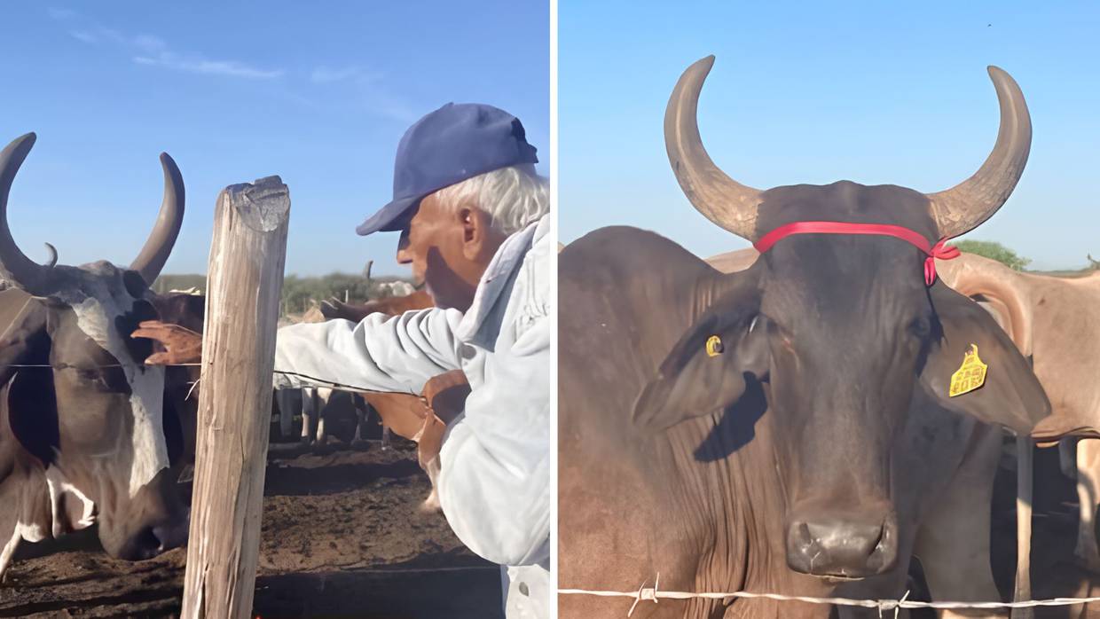 El video, captura el momento en que el anciano cuida de su ganado | Captura de video