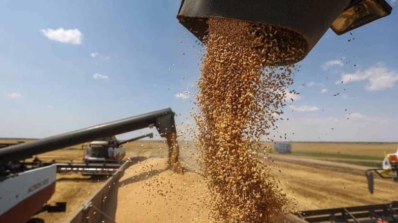 Productores piden precios de garantía para el trigo y maíz. FOTO: BANCO DIGITAL