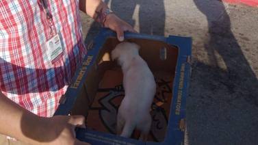 Decomisan dos cachorros en venta durante operativo en garita de San Ysidro