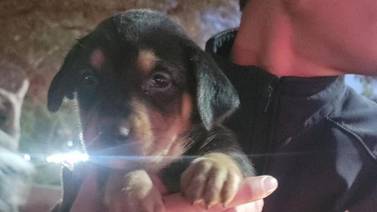 Control Animal atiende cachorros rescatados de ventas ilegales en garitas