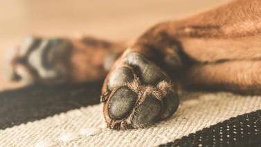 Denuncian muerte de perro ahorcado en la Solidaridad