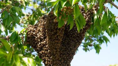 Reciben Bomberos de Cajeme hasta 30 llamadas al día por abejas