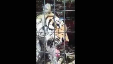Asegura Profepa tigre en SLRC; sigue disputa por custodia