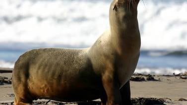 Aprueba SD cierra de Point La Jolla para proteger vida marina