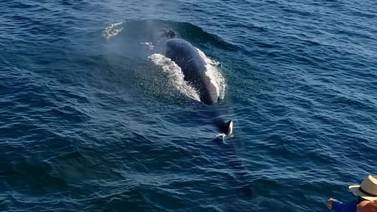 Sonora: Avistan ballenas y tiburones ballena en Puerto Peñasco