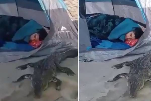 VIDEO: Acampan en la playa y encuentran un cocodrilo durmiendo a su lado