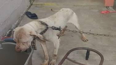 FGE carece de capacitación para atender maltrato animal: Abogados Animalistas