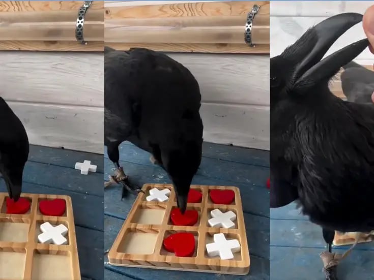 VIDEO: cuervo se vuelve viral por jugar al gato con un humano y ganarle