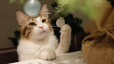 Cómo disfrutar de las fiestas navideñas si tienes un gato en casa