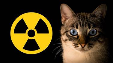 ¡Cuidado con el gato tóxico! Felino activó una alerta química después de caer en una sustancia peligrosa