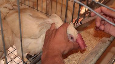 Piden avicultores del sur de Sonora posponer la vacunación contra influenza aviar en la región