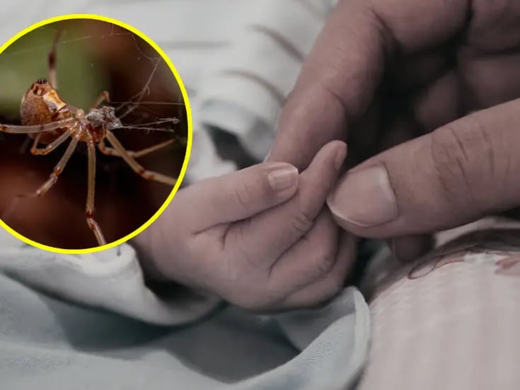 Muere bebé de 2 años por picadura de araña en Durango: ¿qué hacer en estos casos?