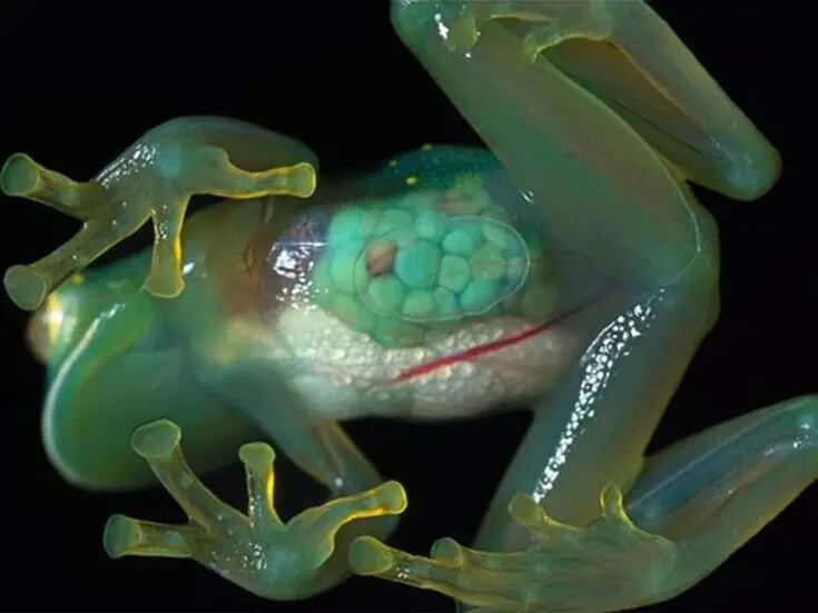 Conoce a las ranas de cristal con piel translúcida que permite ver sus órganos