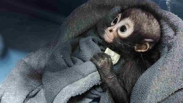 Profepa rescata a 20 monos araña bebé dentro de autobús en Chiapas