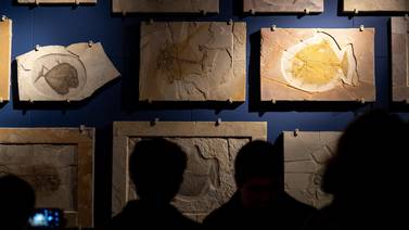 Mares antiguos revelados: La exhibición de fósiles marinos del norte de México
