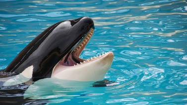 Activistas piden investigar muerte de orca en Seaworld de San Diego