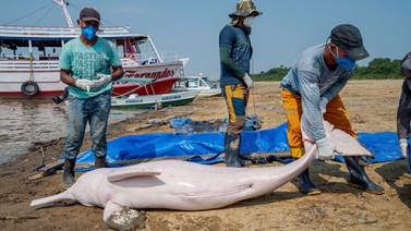 Sequía histórica amenaza la supervivencia de los delfines de río, especie en peligro de extinción, en Amazonas; 140 han muerto y 400 siguen atrapados
