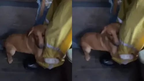 VIRAL: perrito rescatado de inundaciones en Brasil se aferra a su dueño