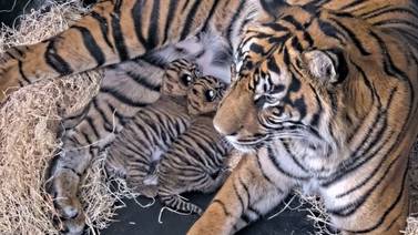 Nacen dos tigres de Sumatra en el zoológico de San Diego