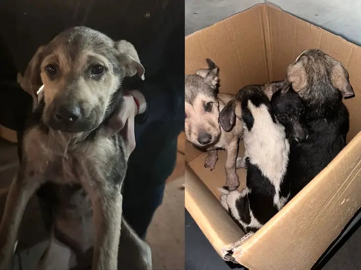 Rescatan en Tijuana a cuatro cachorros en condiciones de maltrato