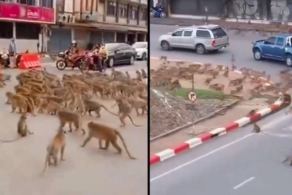 VIDEO: Policía tailandesa usa resorteras contra monos agresivos