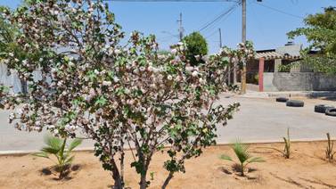 Hermosillo: Con plantas la señora Elia "da vida" a camellón que usaban como basurero
