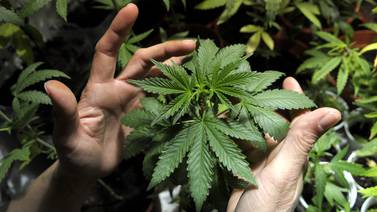SCJN autoriza uso de cannabis con fines industriales