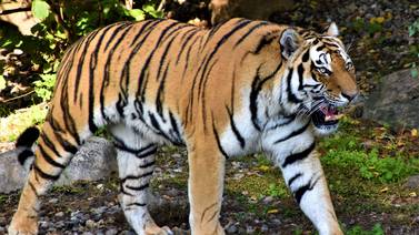 Encuentran cadáver medio devorado de un hombre dentro de la jaula de los tigres en zoológico de Pakistán