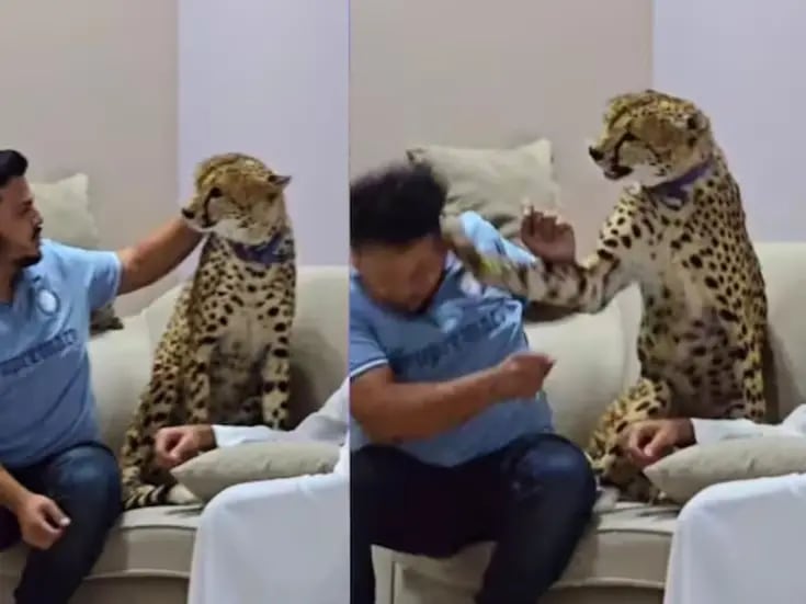 VIDEO: Chita mascota ataca a su dueño 