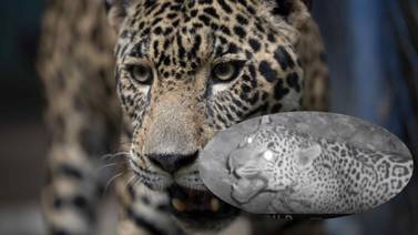 VIDEO: Confirman en Arizona presencia de octavo jaguar registrado en EU en 30 años