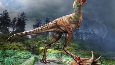 Gorgosaurus: Fósiles muestran crías de dinosaurio desmembradas en el vientre de un pariente del T. Rex