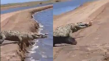 VIDEO: Hallan imponente cocodrilo en Parque Acuícola del Sur de Sonora