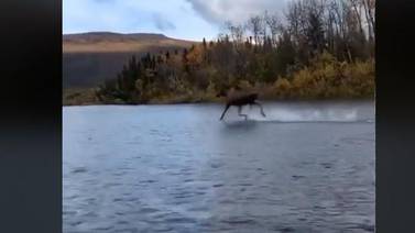 Captan a un alce corriendo sobre un río en Estados Unidos 