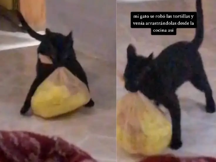 VIDEO: gato se vuelve viral por robar una bolsa de tortillas y caminar de manera graciosa