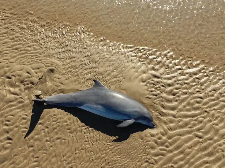Queda delfín varado en el Golfo